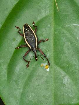 Image of Cholus ellipsifer Desbr.