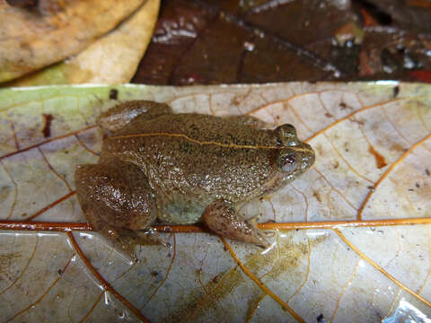 Image of Sulawesian Puddle Frog