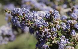 Image of Mason's ceanothus