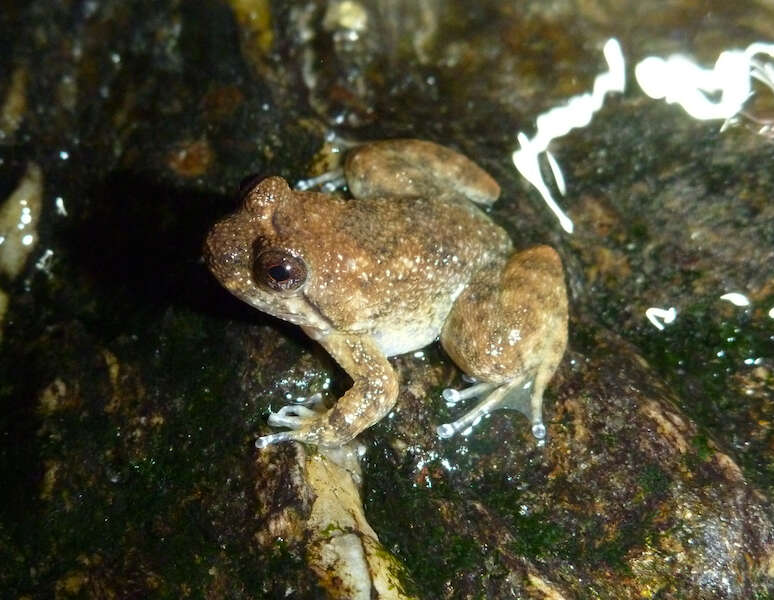 Image of Occidozyga semipalmata Smith 1927