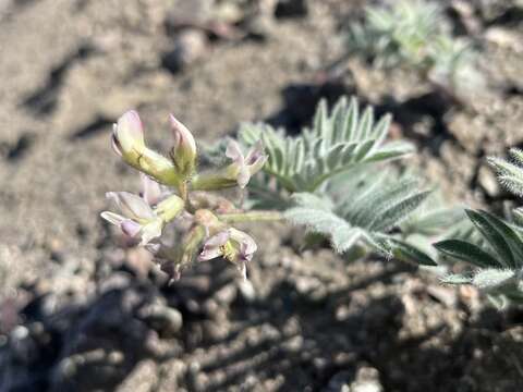 Image of Cotton's milkvetch