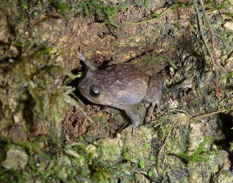 Image of Oreophryne monticola (Boulenger 1897)