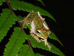 Image of Celebes Flying Frog