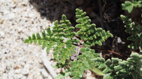 Image of California cloak fern