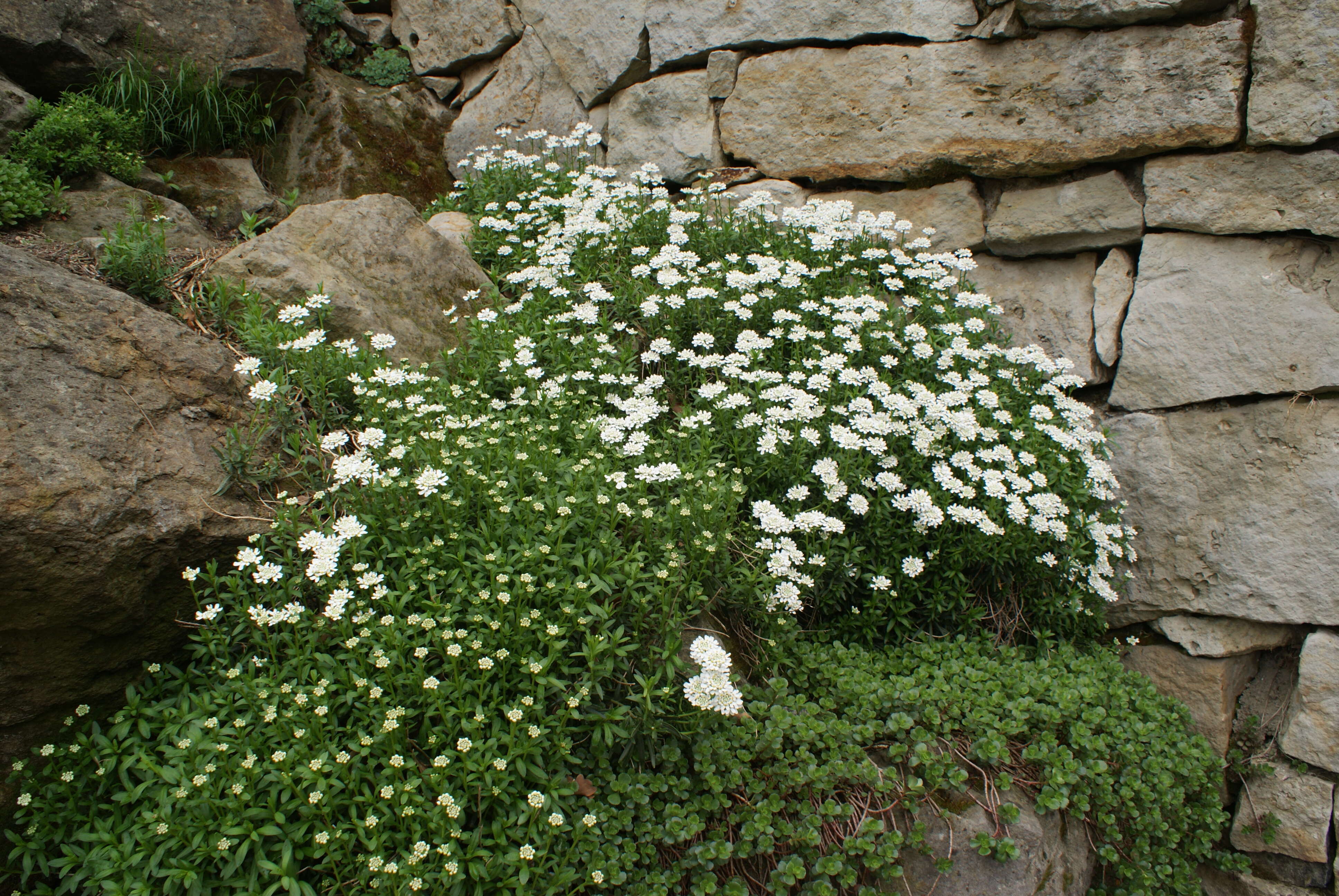 Plancia ëd Iberis sempervirens L.