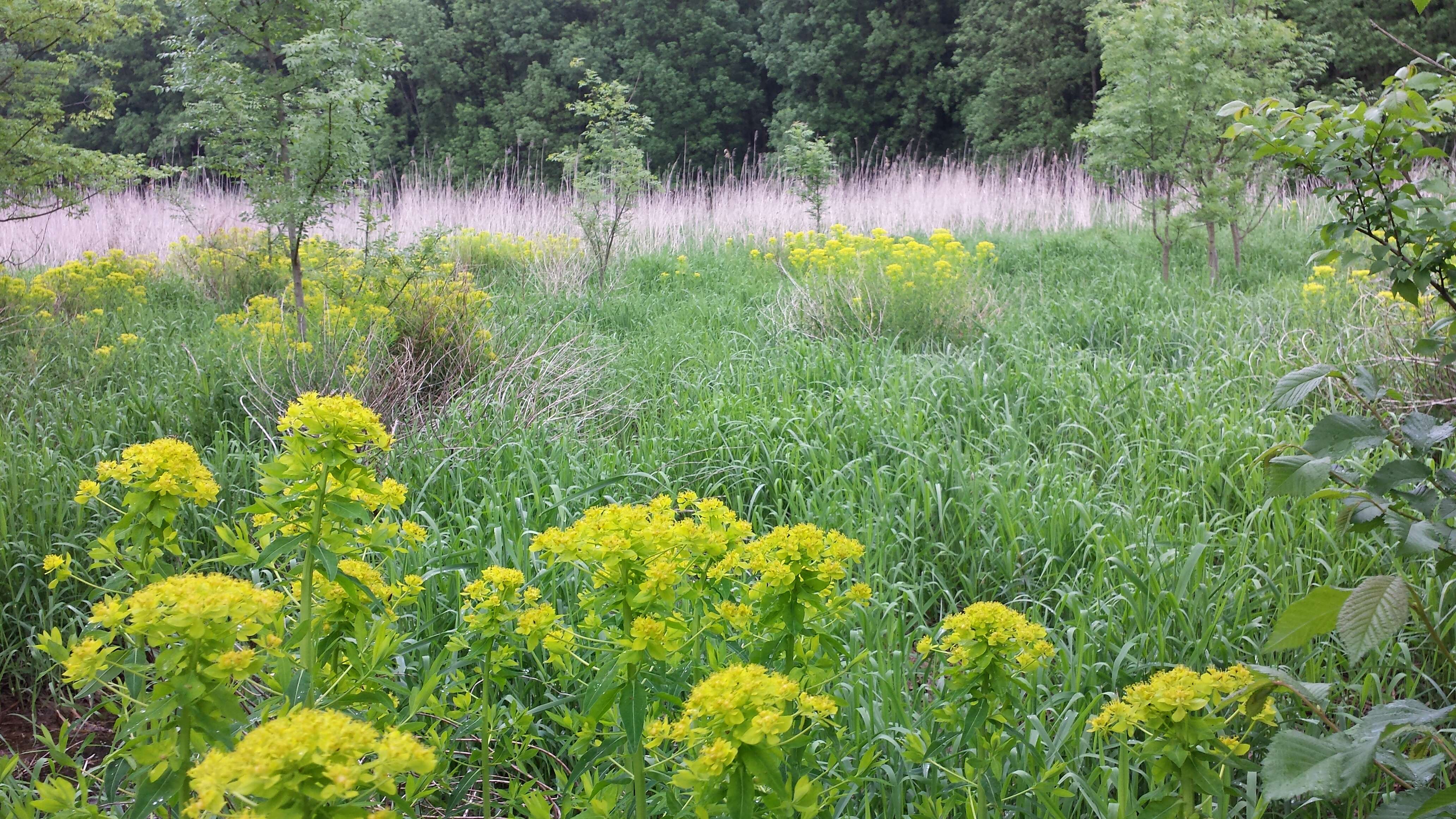 Image of Marsh Spurge