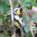 Image of Yellow-rumped Flycatcher