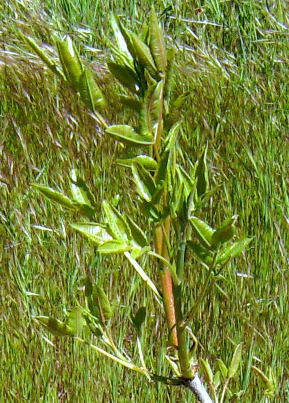 Plancia ëd Pistacia vera L.