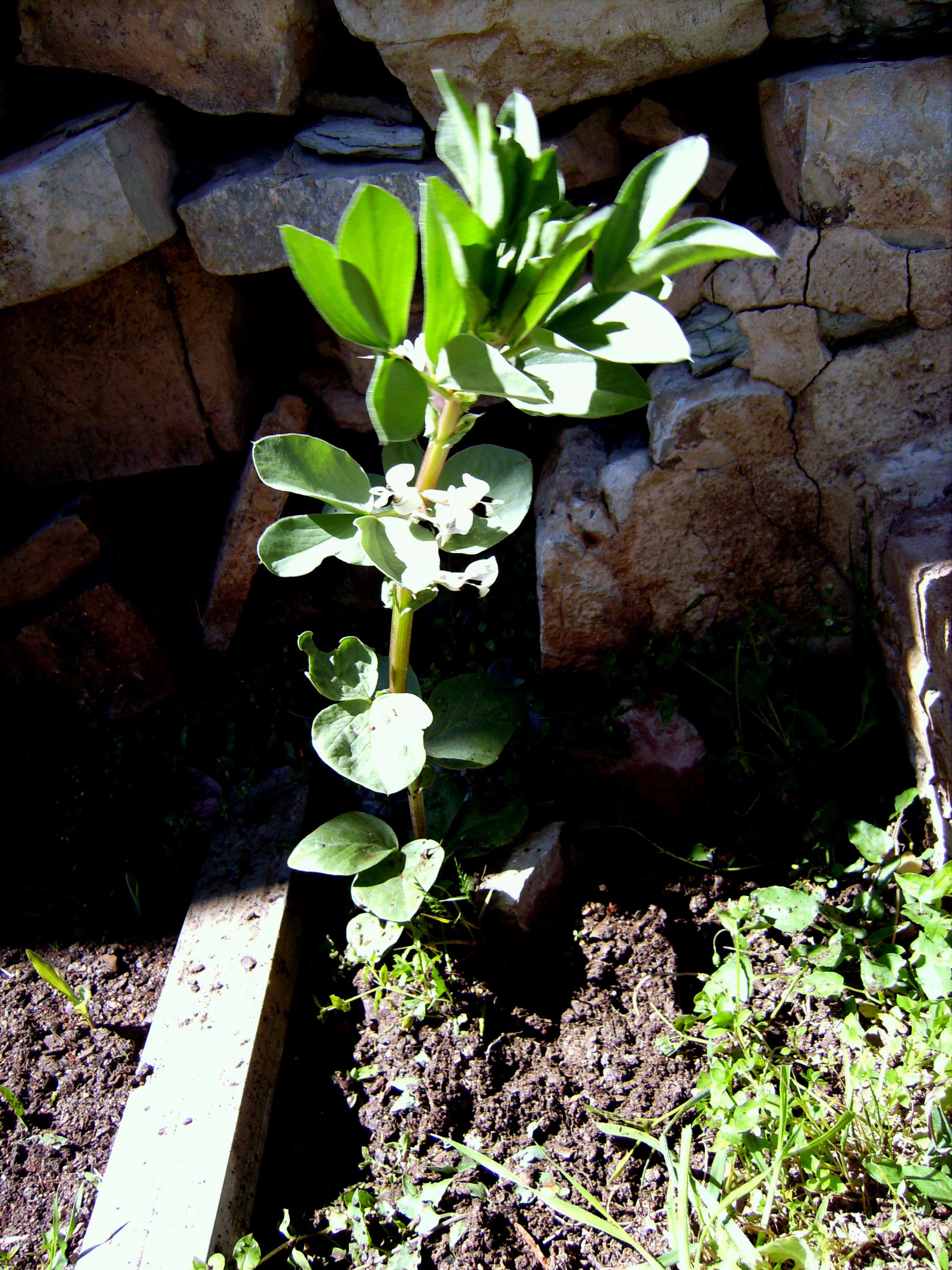 Image of Broad Bean