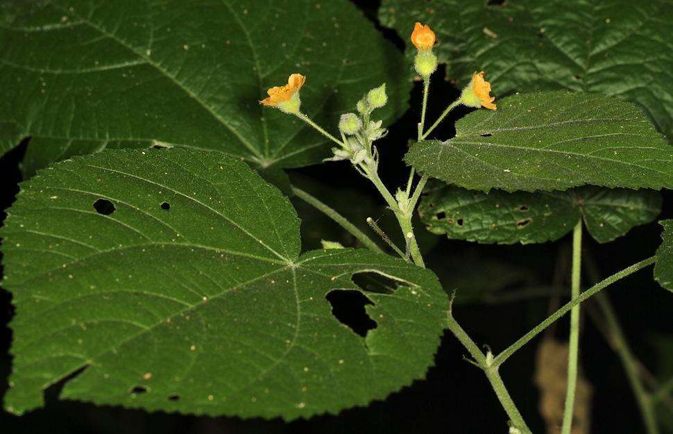 Image of Abutilon ramosum (Cav.) Guill.