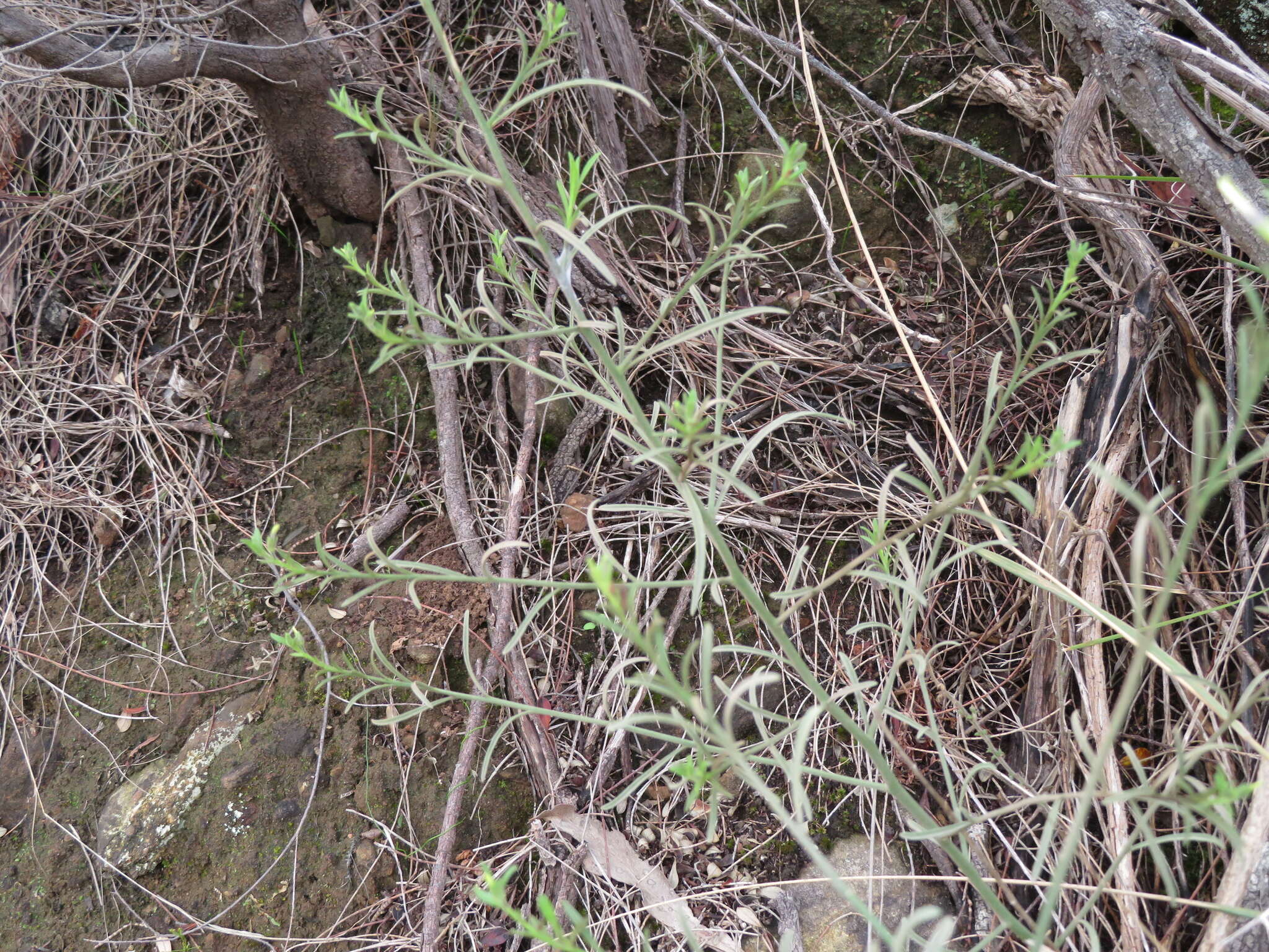 Image of Anthocercis angustifolia F. Müll.