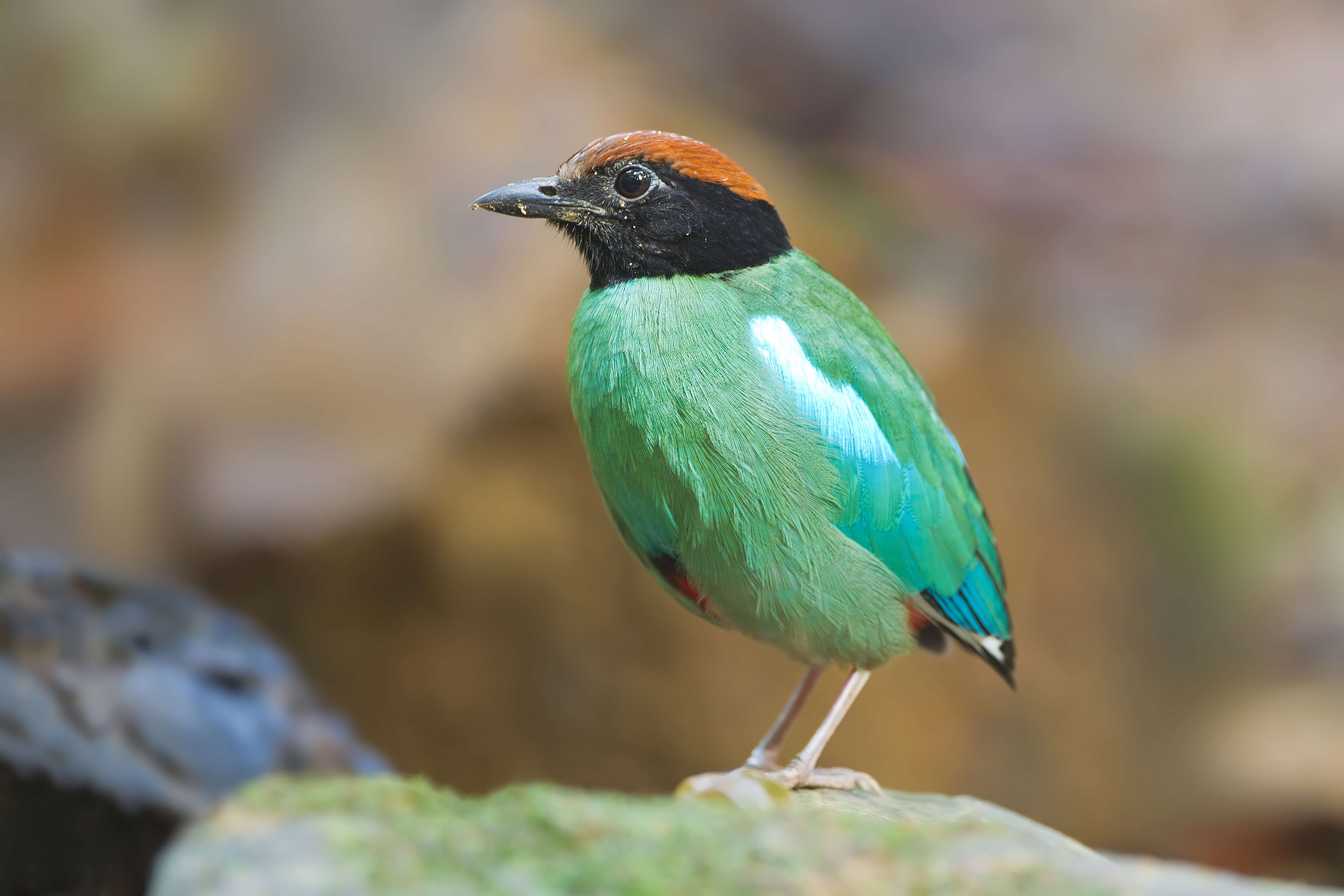 Image of Hooded Pitta