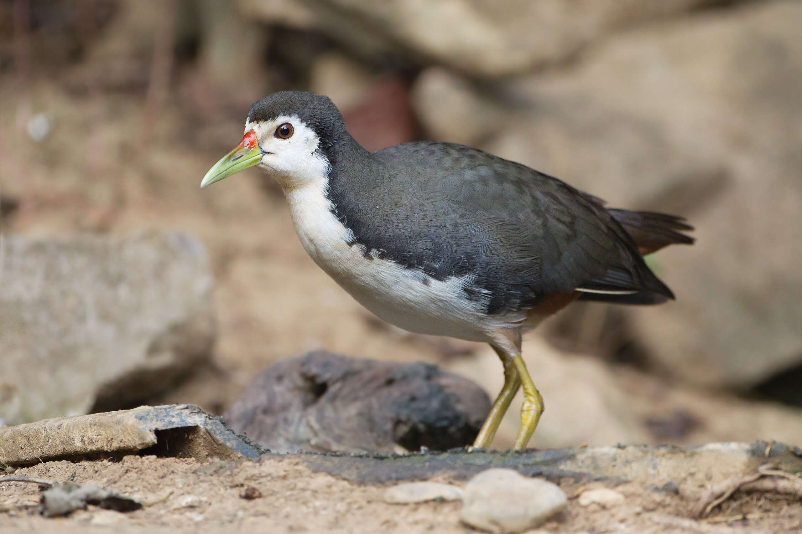 Image of White-breasted Waterhen