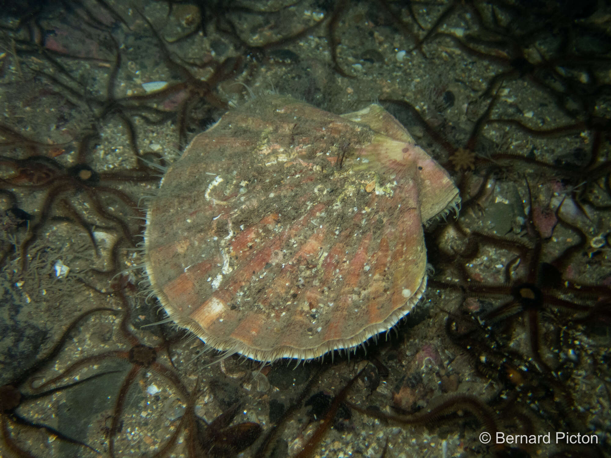 Image of Great Atlantic scallop