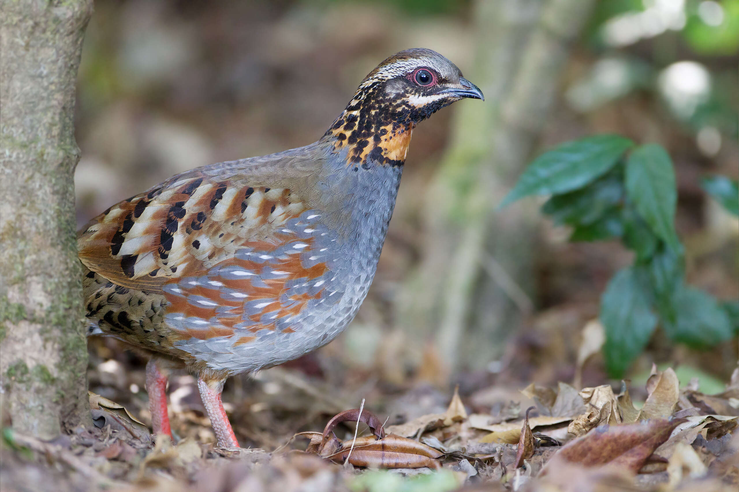 Imagem de Arborophila rufogularis (Blyth 1849)