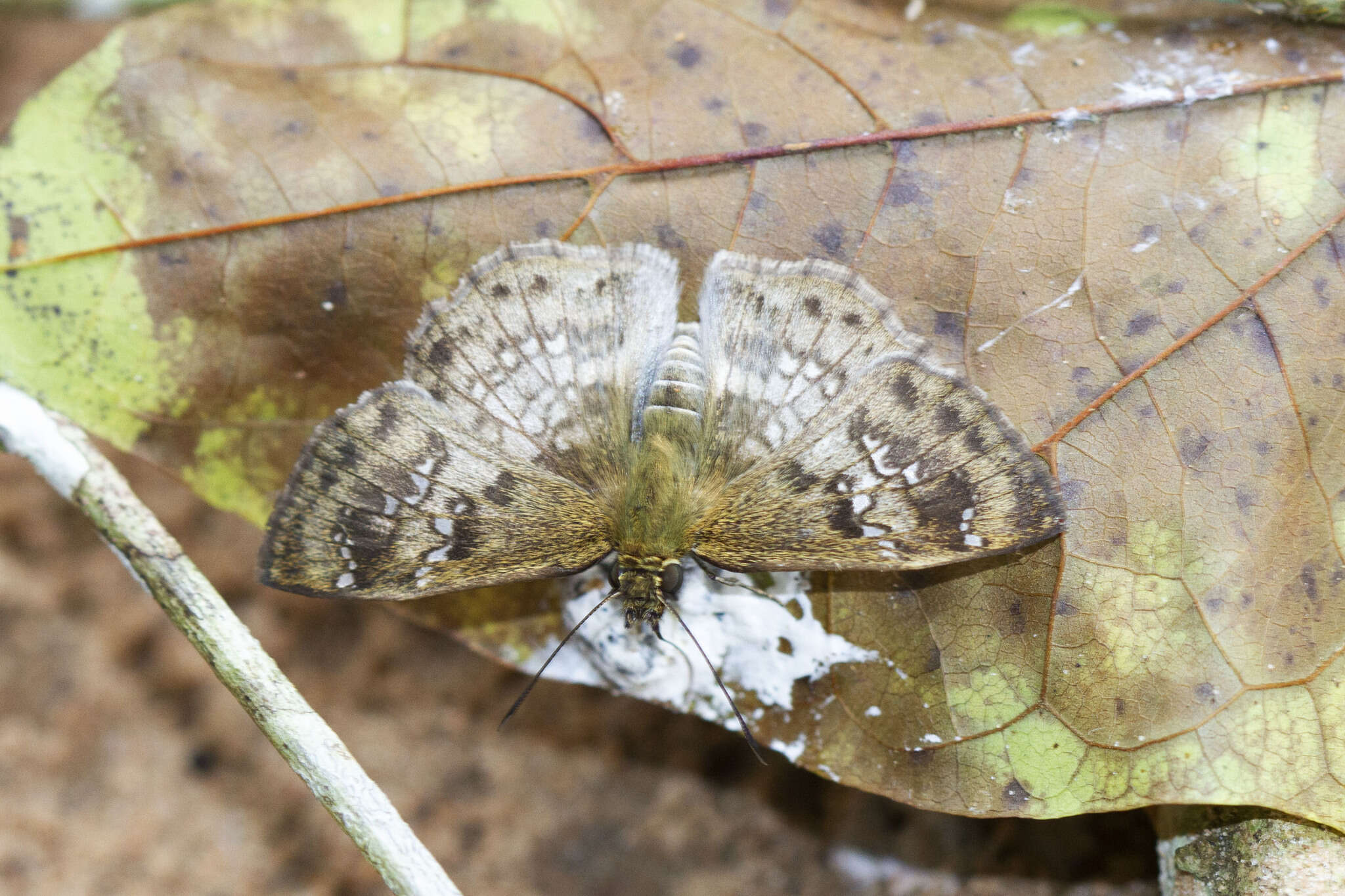 Image of Carrhenes fuscescens conia Evans 1953