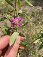 Sivun Koehneria madagascariensis (Baker) S. A. Graham, H. Tobe & P. Baas kuva