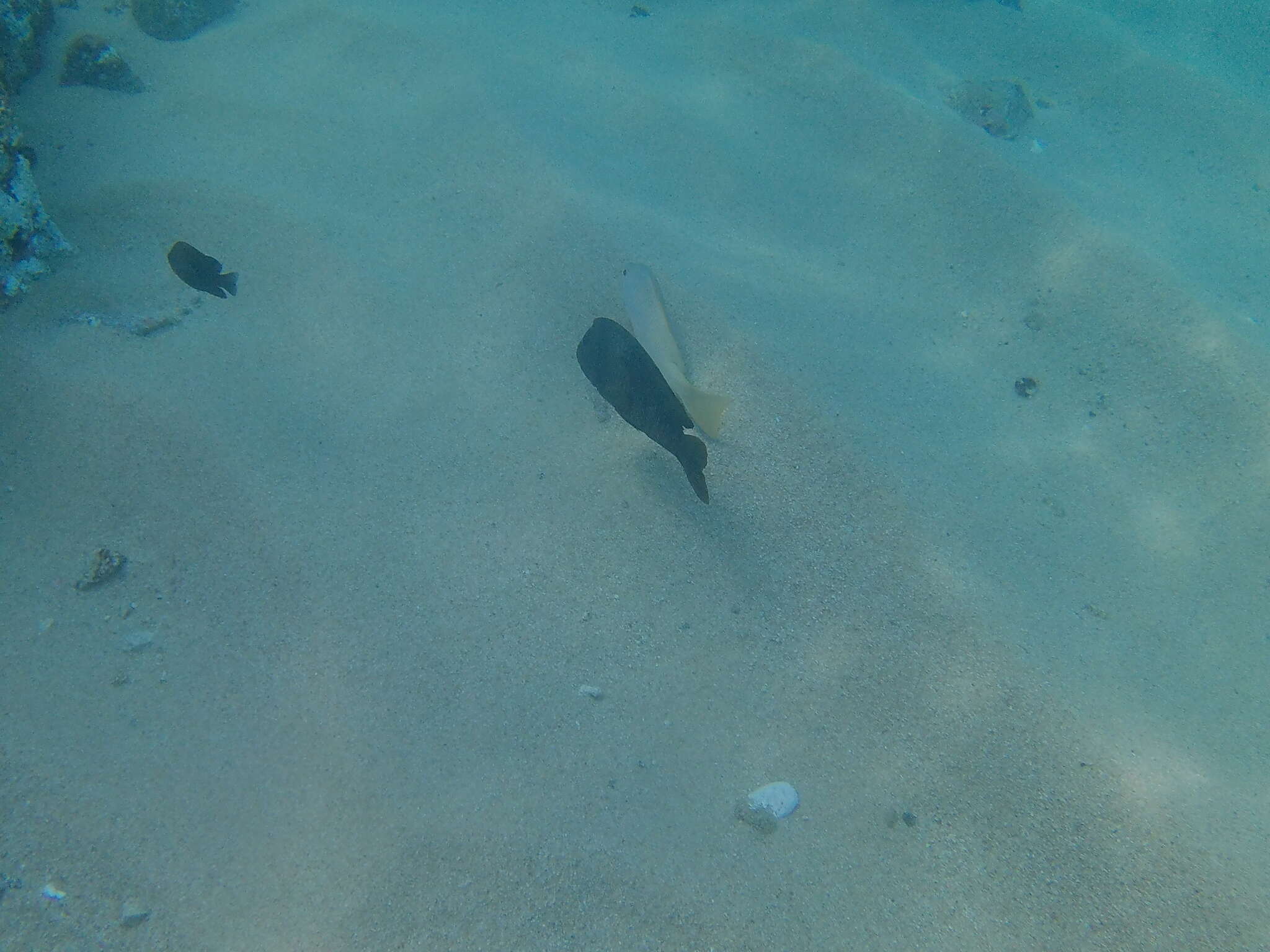 Image of Bumphead damselfish