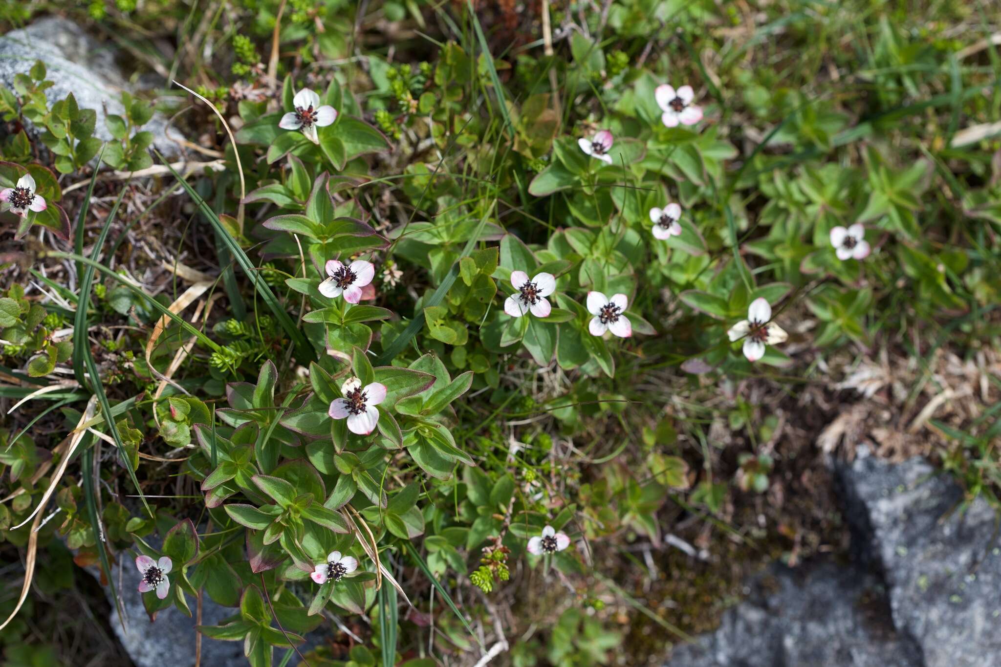 Image of Bunchberry