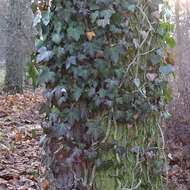 Image of English ivy