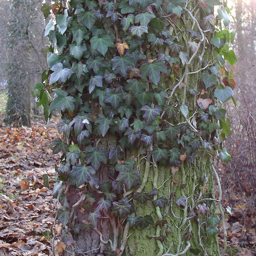 Image of English ivy