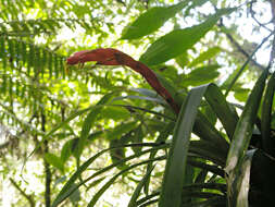 Guzmania nicaraguensis Mez & C. F. Baker的圖片