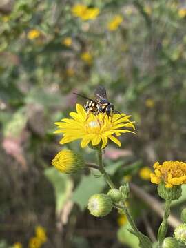 Plancia ëd Dianthidium curvatum curvatum (Smith 1854)