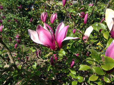 Image of Magnolia liliiflora Desr.