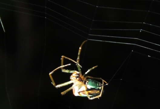 Image of Leucauge festiva (Blackwall 1866)