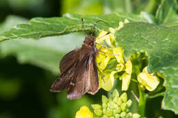 Image of Clouded Skipper