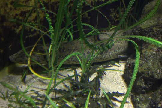 Image of African lungfish