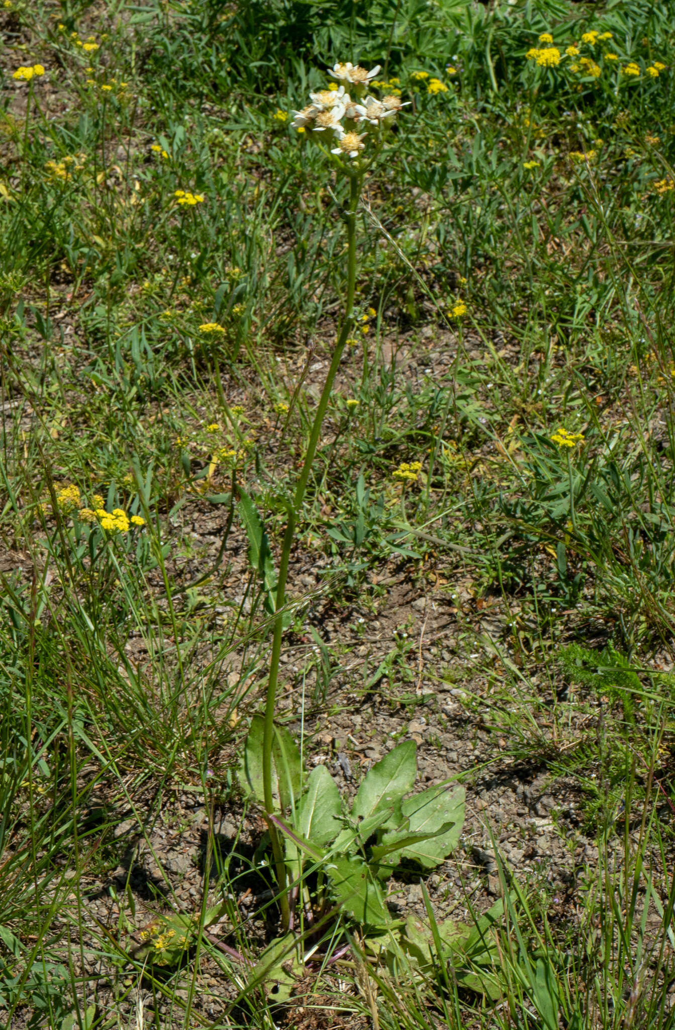 Image of paleyellow ragwort