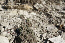 صورة Dianthus humilis Willd. ex Ledeb.