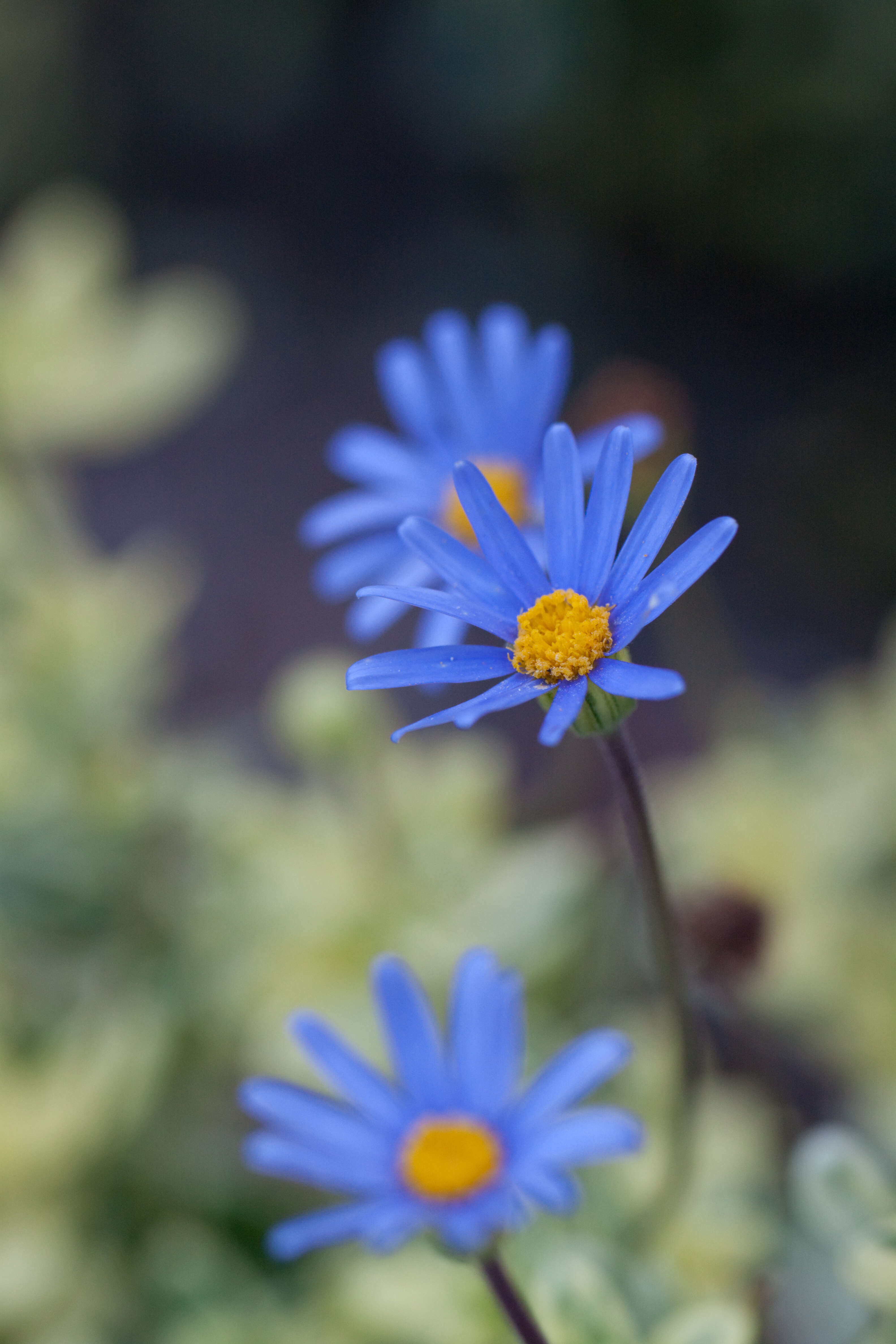 Image of blue daisy