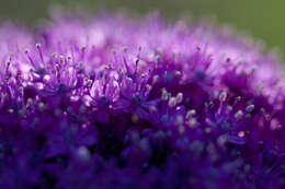 Image of Allium giganteum Regel