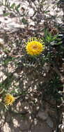 Image of Grindelia brachystephana Griseb.