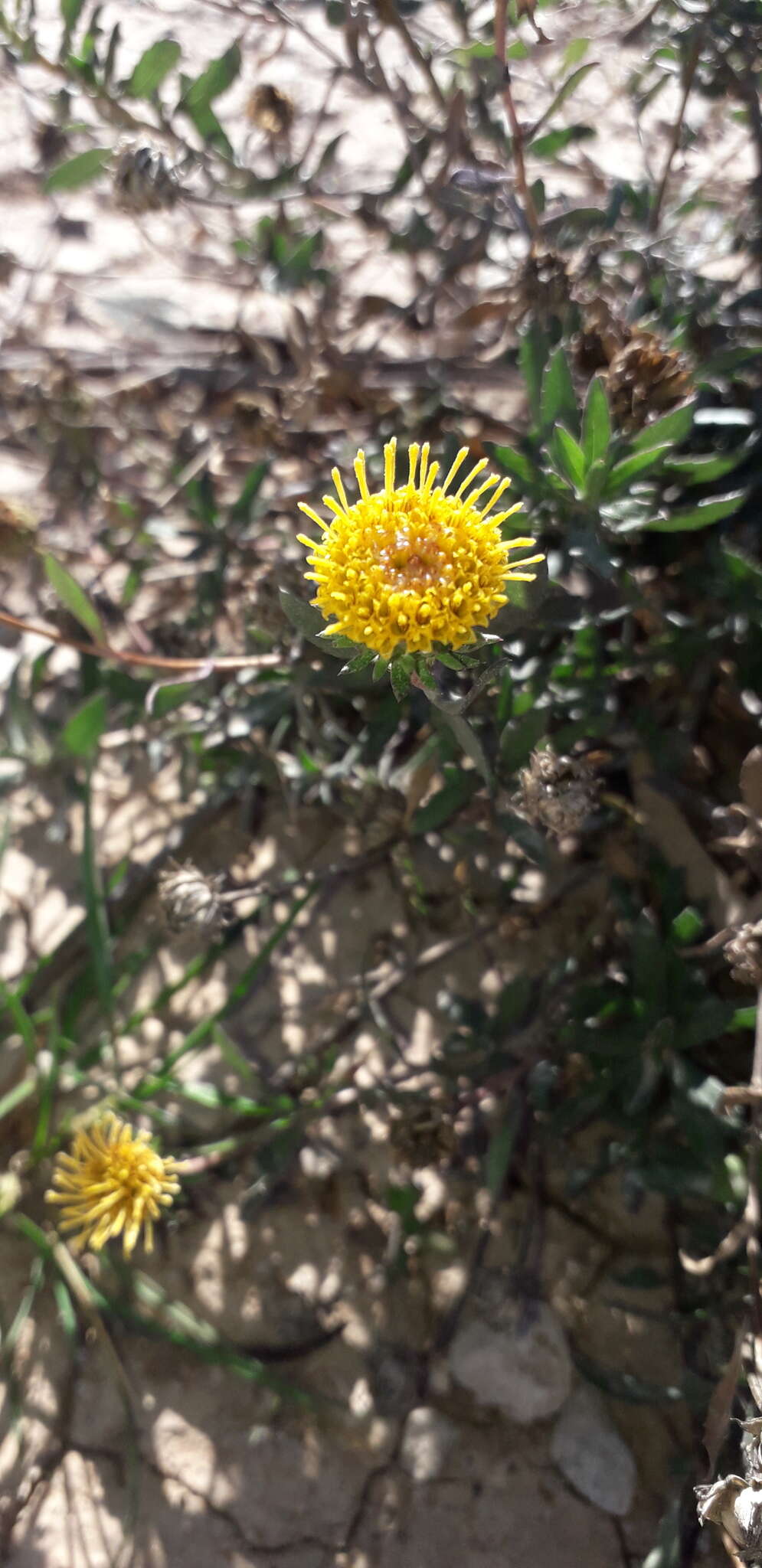 Image of Grindelia brachystephana Griseb.