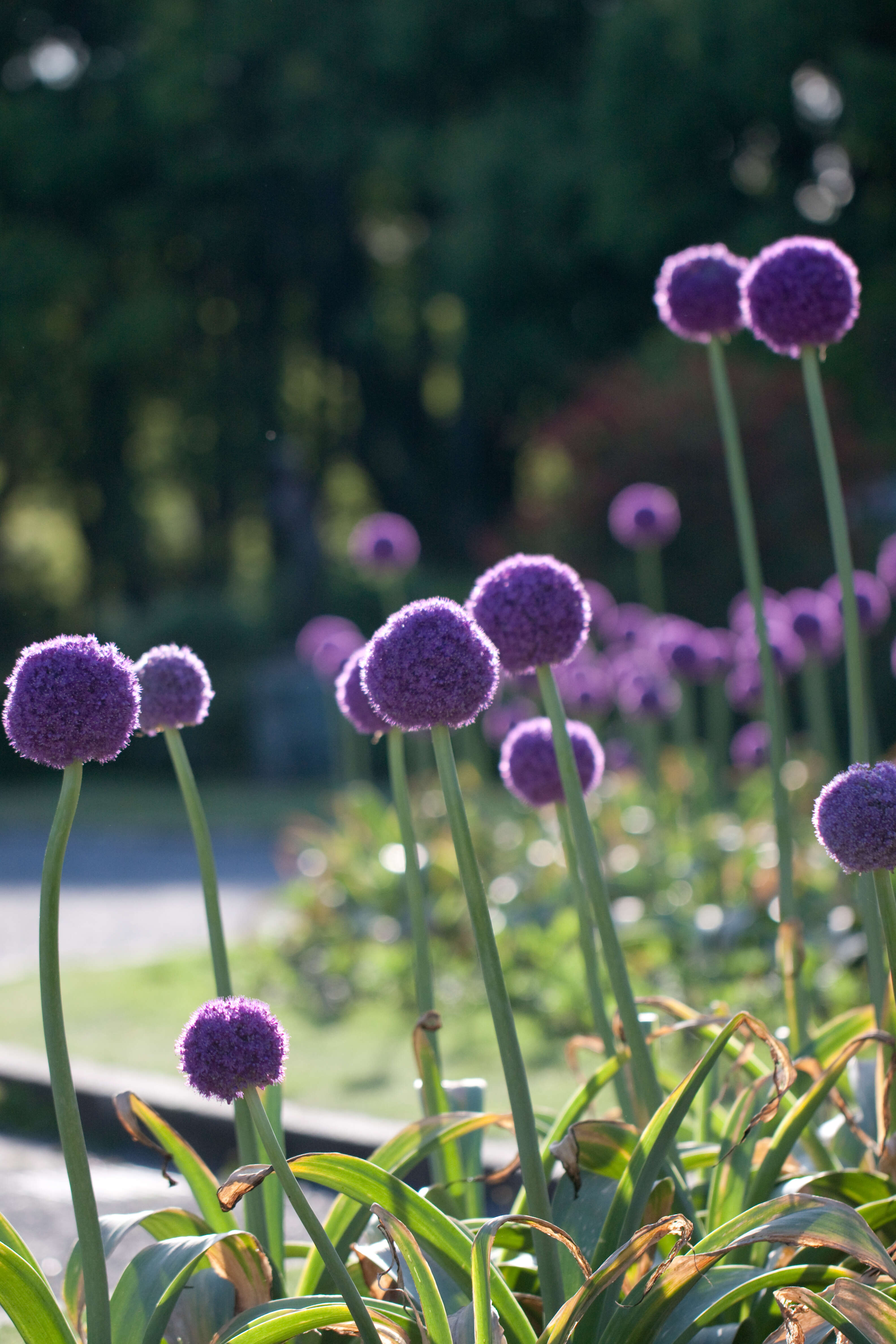 Image of Allium giganteum Regel