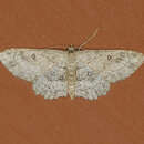 صورة Cyclophora nanaria Walker 1861