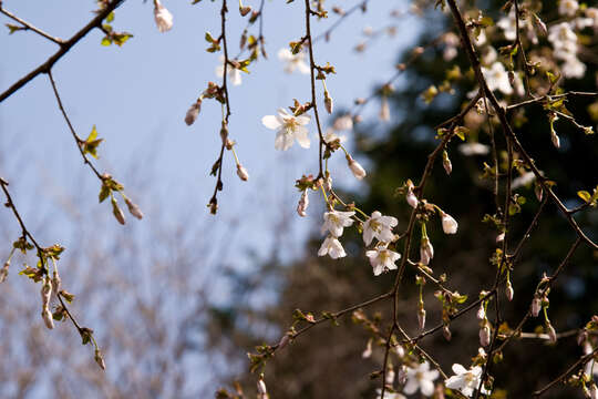 Prunus incisa C. P. Thunb. ex A. Murray resmi