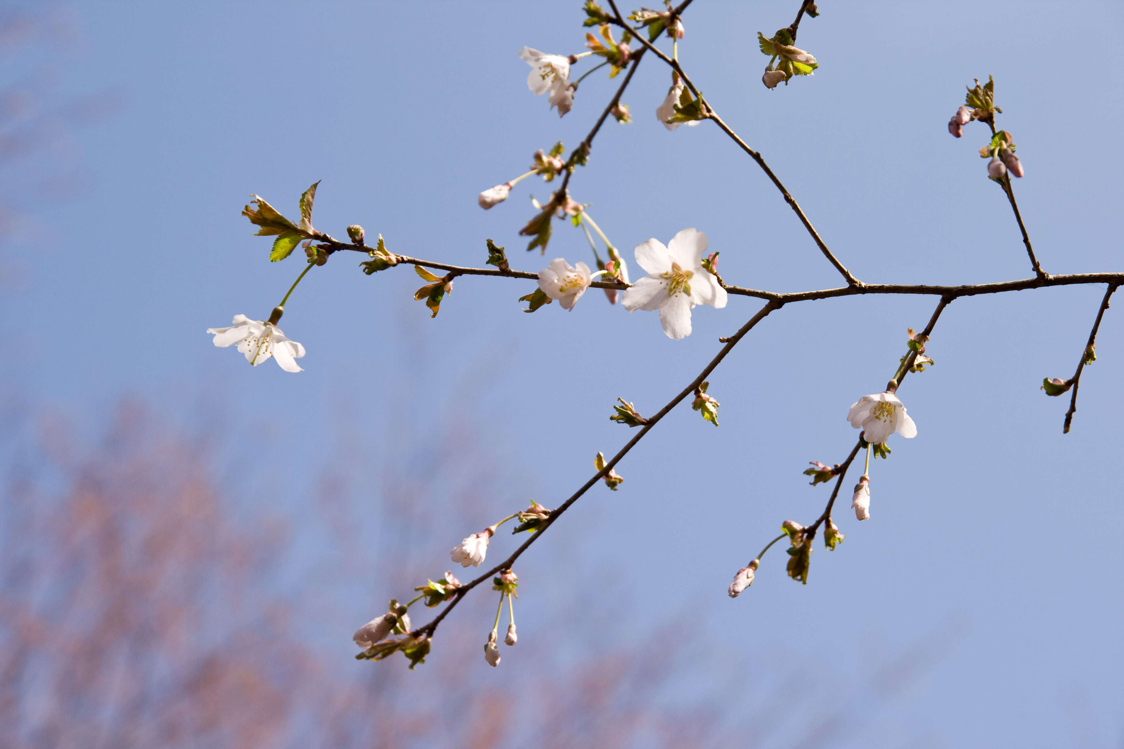 Prunus incisa C. P. Thunb. ex A. Murray resmi