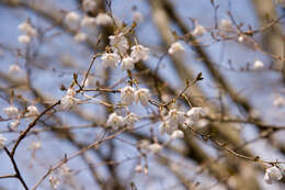 Imagem de Prunus incisa C. P. Thunb. ex A. Murray