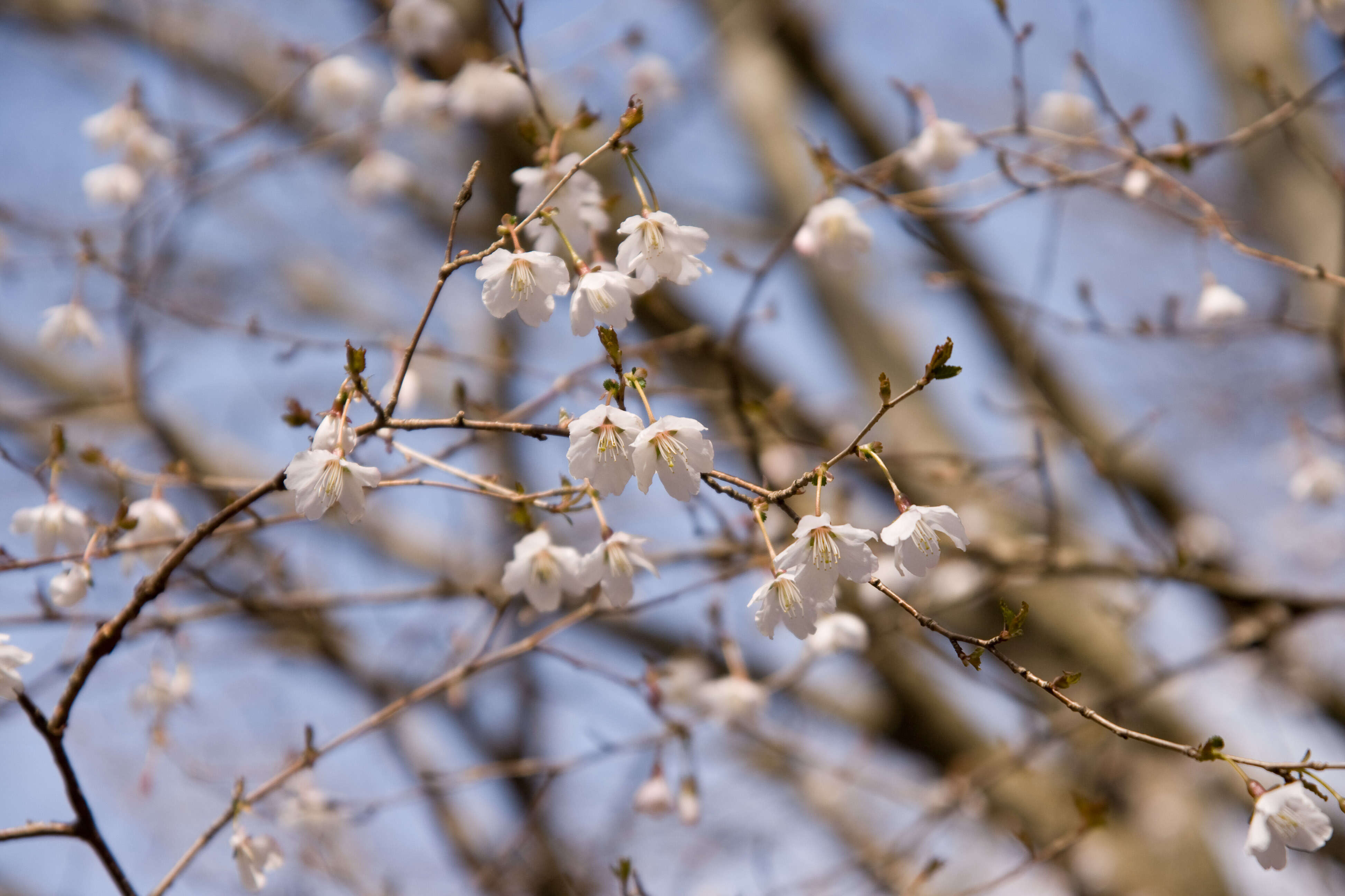 Imagem de Prunus incisa C. P. Thunb. ex A. Murray