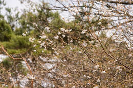 Imagem de Prunus incisa C. P. Thunb. ex A. Murray