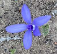 Image of Caladenia sericea Lindl.