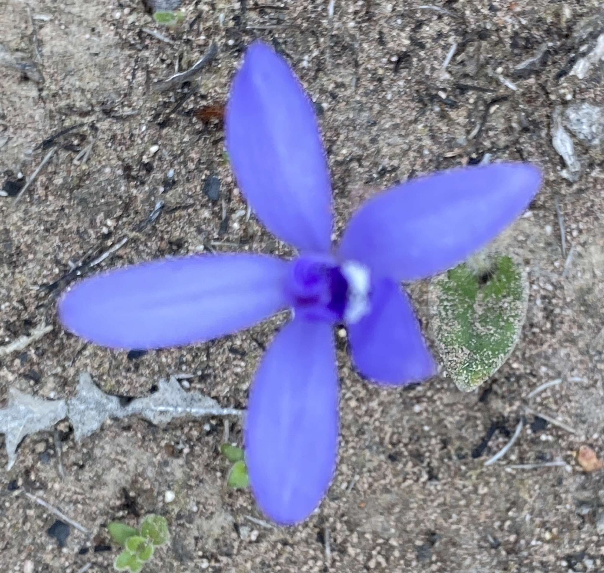 Caladenia sericea Lindl.的圖片