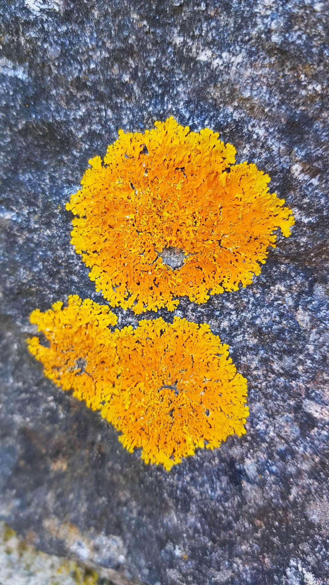 Image of Xanthoria aureola (Ach.) Erichsen