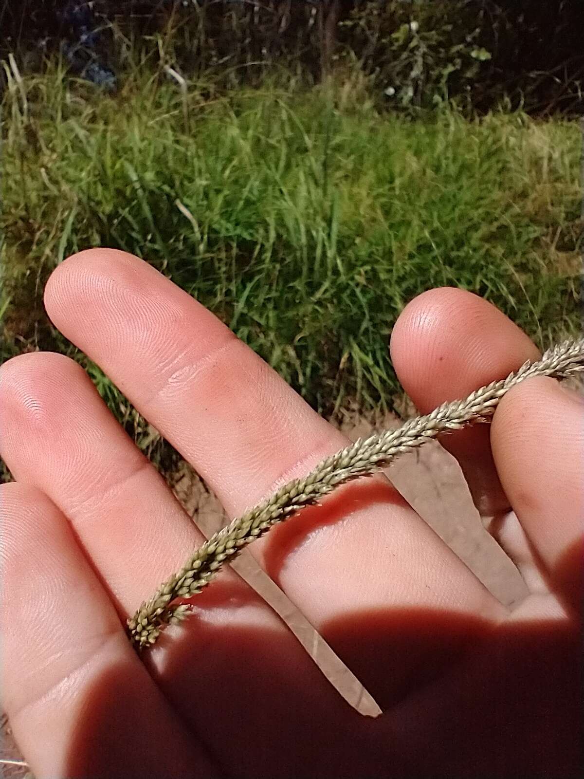 Image of rat-tail grass