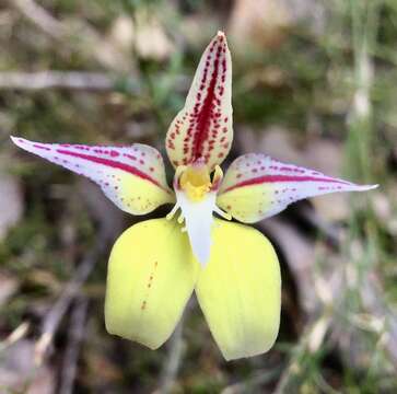 Image de Caladenia flava subsp. sylvestris Hopper & A. P. Br.