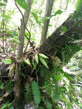 Image of Prosthechea squalida (Lex.) Soto Arenas & Salazar